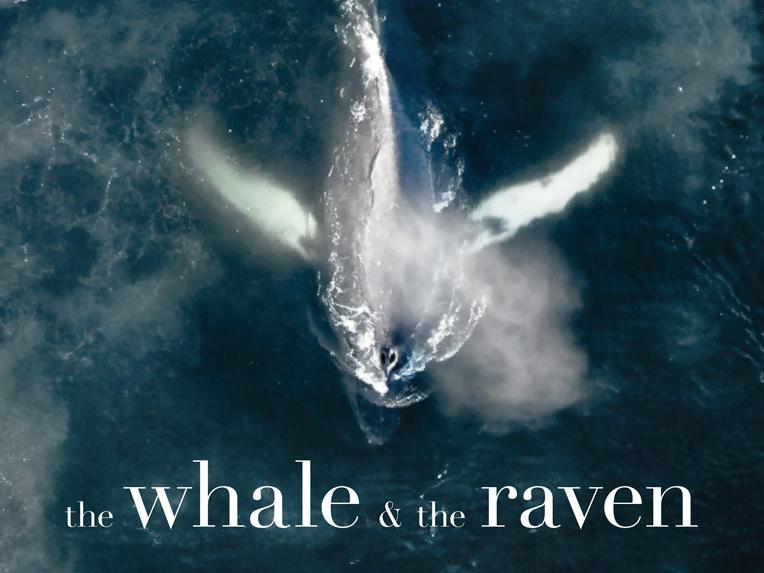 The Whale and the raven SommernachtFilmfestival