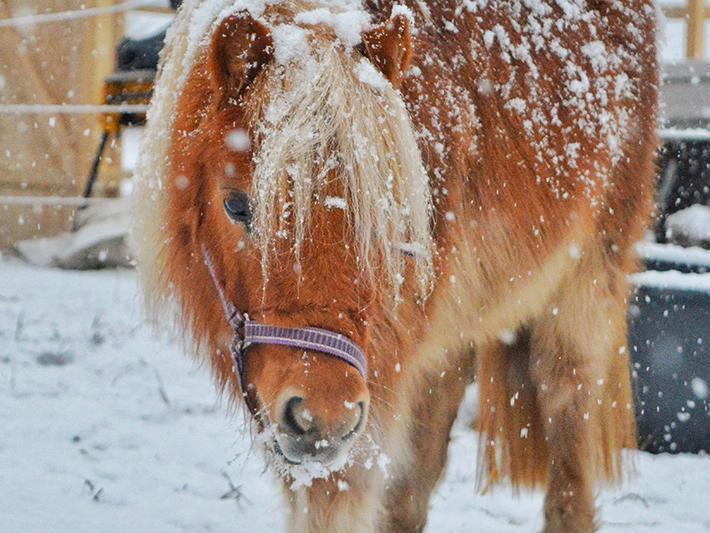 Ponys im Winter