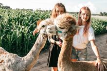 auch Teenager finden die coolen Lamas und Alpakas toll